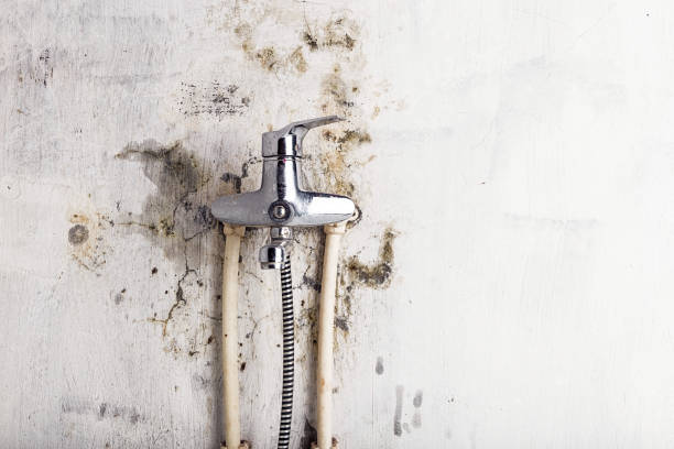 Best Certified Mold Removal  in Drexel, OH
