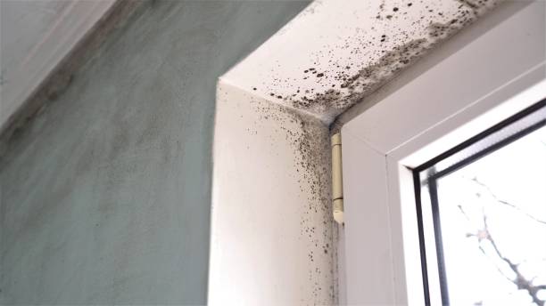 Office Mold Removal Services in Drexel, OH