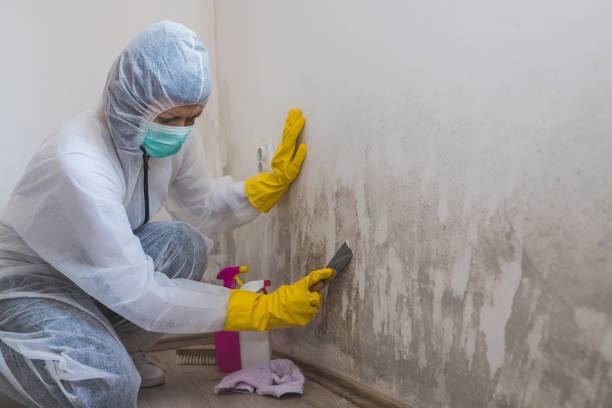 Best Office Mold Removal Services  in Drexel, OH