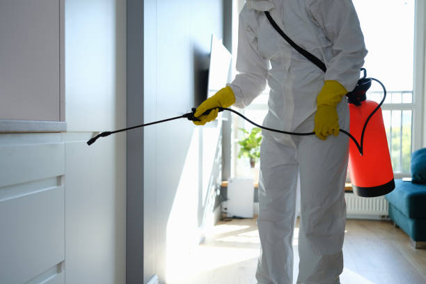 Best Attic Mold Removal  in Drexel, OH