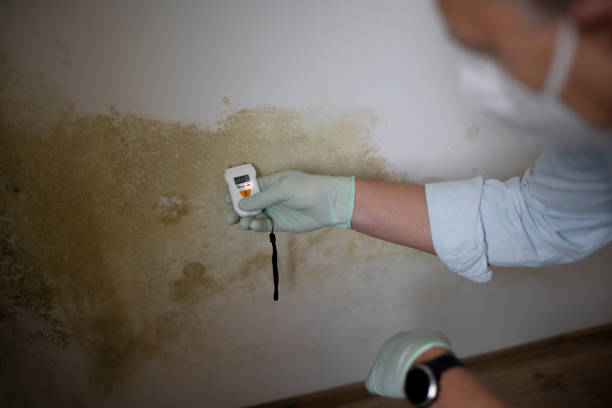 Best Black Mold Removal  in Drexel, OH