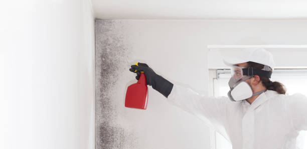 Drexel, OH Mold Removal Company