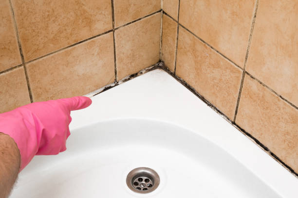 Attic Mold Removal in Drexel, OH